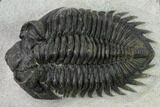 Coltraneia Trilobite Fossil - Huge Faceted Eyes #154339-1